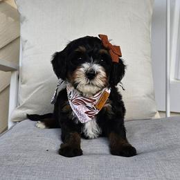 Tootsie Roll - Tri-color female Bernedoodle puppy in Decatur, Georgia from So Adoodable