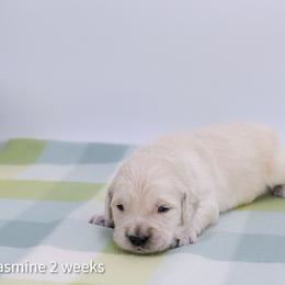Jasmine - Light golden female Golden Retriever puppy in Lakewood, California from Cloud Nine Kennel