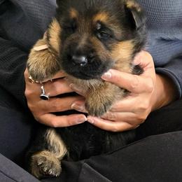 Pink - Black and tan female German Shepherd puppy in Snoqualmie, Washington from Beau Ideal German Shepherds
