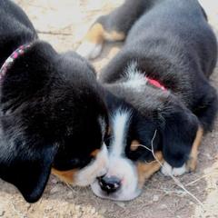 Beauceron, Greater Swiss Mountain Dog, and Nederlandse Kooikerhondje Puppies from Blackamber Swissies Beaucerons Ambermoon Kooikerhondje