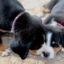 Beauceron, Greater Swiss Mountain Dog, and Nederlandse Kooikerhondje Puppies from Blackamber Swissies Beaucerons Ambermoon Kooikerhondje