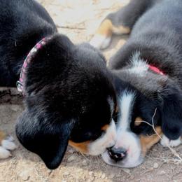 Beauceron, Greater Swiss Mountain Dog, and Nederlandse Kooikerhondje Puppies from Blackamber Swissies Beaucerons Ambermoon Kooikerhondje