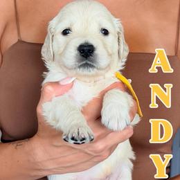 Andy - Light golden male Golden Retriever puppy in Rancho Cucamonga, California from Robinson Retrievers