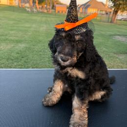 Boy 2 - Tri-color male Bernedoodle puppy in Paradise, Texas from Diamond Z Poodles & Doodles