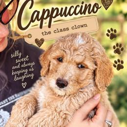 Cappuccino - Cream male Goldendoodle puppy in Madison, Georgia from Wildflower Doodles