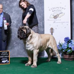 Big Guy - Mastiff
