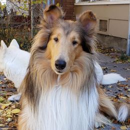 Rowan - Collie