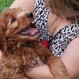 Goldendoodles and Miniature Schnauzers from Marvelous Mannered K9s of Texas