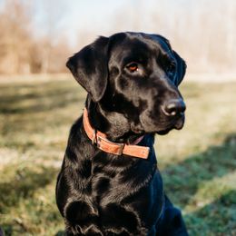 Ozzy - Labrador Retriever