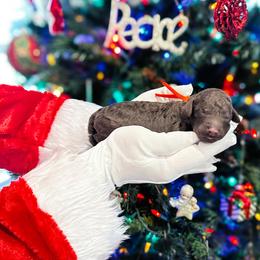 Comet - Chocolate male Goldendoodle puppy in Montgomery, Texas from Dacus Doodles