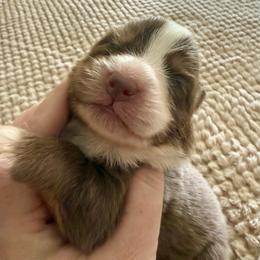 Girl1 - Red tri-color female Miniature American Shepherd puppy in Gatesville, Texas from Southern Promise Aussie’s