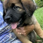 Frieda - Reddish brown female Leonberger puppy in Brandywine, Maryland from QVR Labradors, Leonbergers and Frenchies