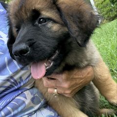Frieda - Reddish brown female Leonberger puppy in Brandywine, Maryland from QVR Labradors, Leonbergers and Frenchies