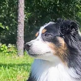 Australian Shepherds and Miniature American Shepherds from Aussie Trail Farms