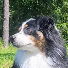 Australian Shepherds and Miniature American Shepherds from Aussie Trail Farms