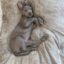 Great Dane Puppies from Night Magic Danes
