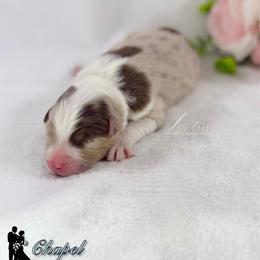 Chapel - Red merle male Australian Shepherd puppy in Jonesborough, Tennessee from Lotus Australian Shepherds