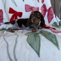 Phoebe - Piebald female Dachshund puppy in Aurora, Missouri from Baker Farms