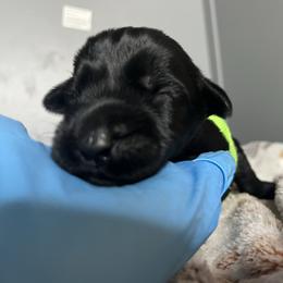 Ziggy - Black female Giant Schnauzer puppy in Tabernash, Colorado from Schnauzer Paw Homestead