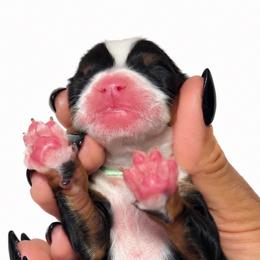 Eden rose - Black tri-color female Assorted Doodle Crosses puppy in Yuciapa, California from AlltheDoodlez_