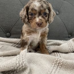 Cockapoo Puppies from Doodle Corner