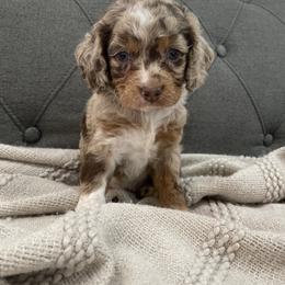 Cockapoo Puppies from Doodle Corner