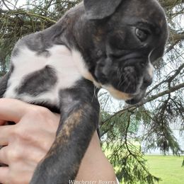 Boxer Puppies from Winchester Boxers