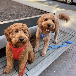 Labradoodle All Grown Up from Copper Mini Labradoodles
