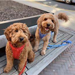 Labradoodle All Grown Up from Copper Mini Labradoodles