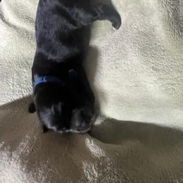 Blue Boy - male Golden Mountain Dog puppy in Colorado Springs, Colorado from Bastian Mountain Dogs
