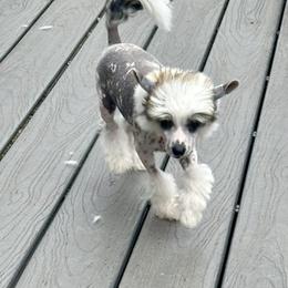 Spotted boy - Slate male Chinese Crested puppy in Rockvale, Tennessee from Cosmic Chinese Cresteds & Wind-Echo Poodles