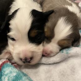 Miniature Australian Shepherd Puppies from Duncan’s Miniature Australian Shepherds
