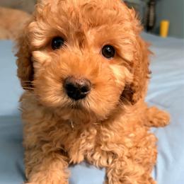 Woody (green collar) - Buff male Cockapoo puppy in Atco, New Jersey from Flannery’s lucky puppies 🍀