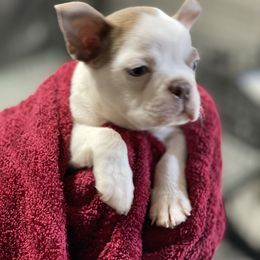 Boston Terrier Puppies from Bonze Boston Terriers
