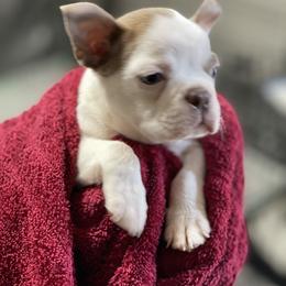 Boston Terrier Puppies from Bonze Boston Terriers