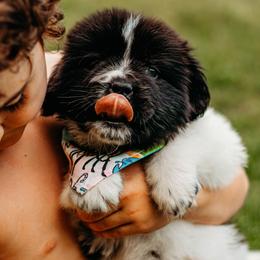Newfoundland Puppies from Kinson Ridge Giants