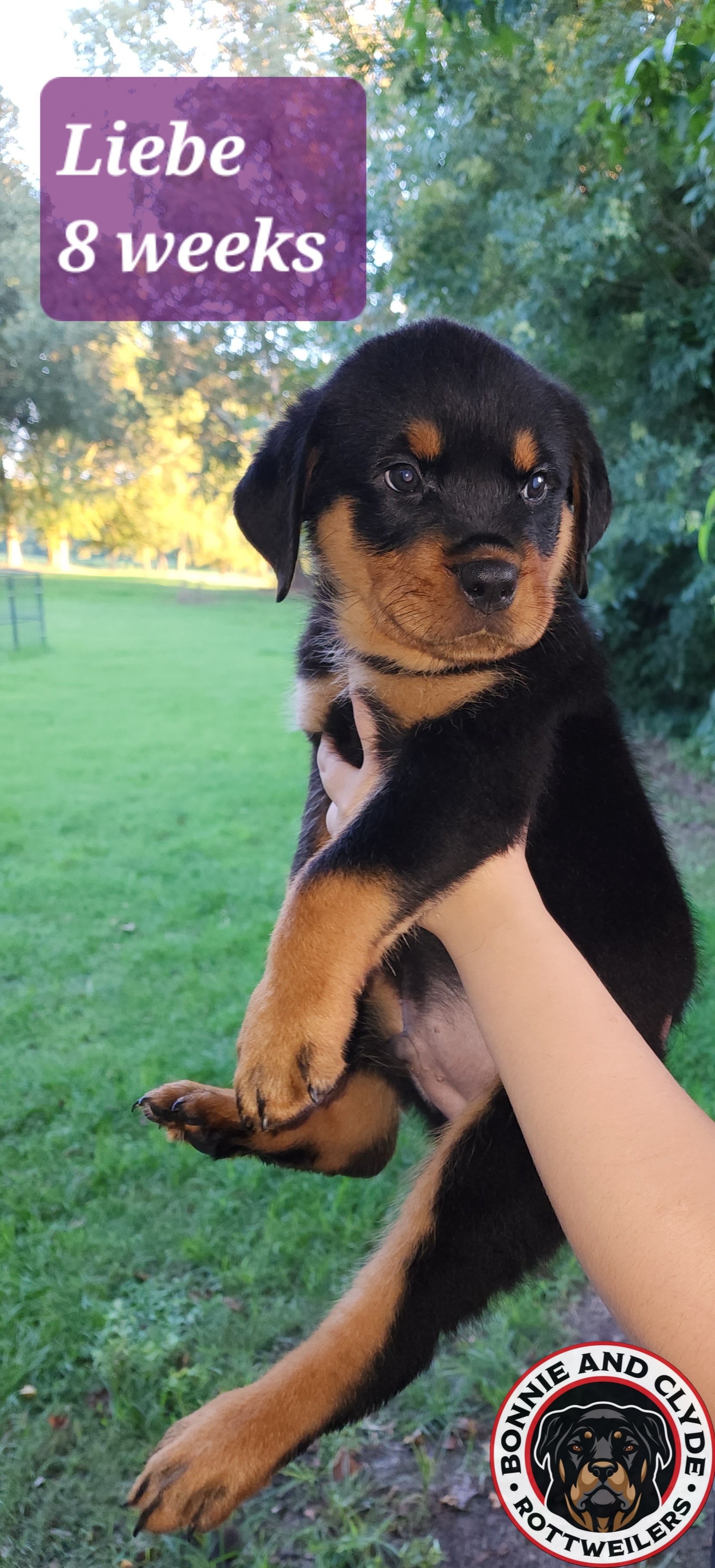 Liebe 💜 - Black and tan Rottweiler puppy in Stanton, Tennessee from Bonnie and Clyde Rottweilers LLC