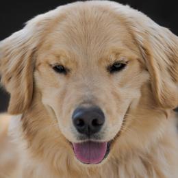 Zoomie - Golden Retriever