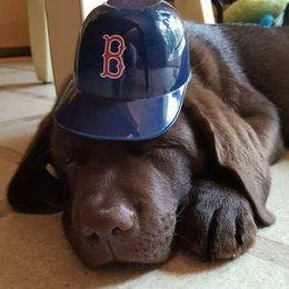 Labrador Retriever Puppies from Lorlyn Labradors