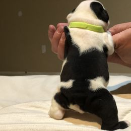 English Bulldog Puppies from Ruza's Bulldogs