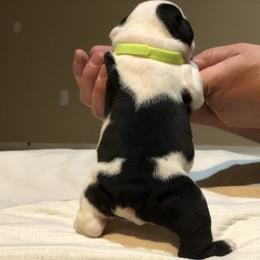 English Bulldog Puppies from Ruza's Bulldogs