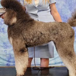 Poodles from Melinda Hammond