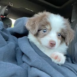 Australian Shepherds from Torry's Full Draw Aussie’s