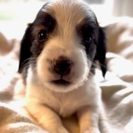 Luca - Brindle male Dachshund puppy in Petersburg, Virginia from Wiggle Waddle Dachshunds