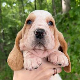 Female 1 - Red and white female Basset Hound puppy in Red Bay, Alabama from Maple Street Bassets