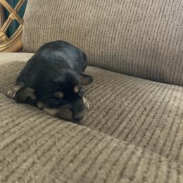 Oliver - Black and tan male Dachshund puppy in Brave, Pennsylvania from Small Tales Farm