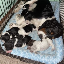 English Springer Spaniel Puppies from Juanita’s Springers