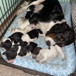 English Springer Spaniel Puppies from Juanita’s Springers