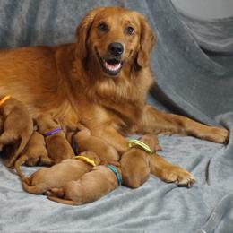 Scarlett - Golden Retriever