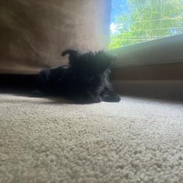 Kendra - Black female Scottish Terrier puppy in Chattanooga, Tennessee from Oodles of Cuties!